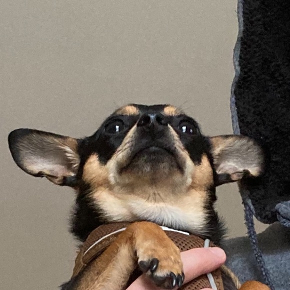 Meet your Posher, Katie - Picture 5 of 5